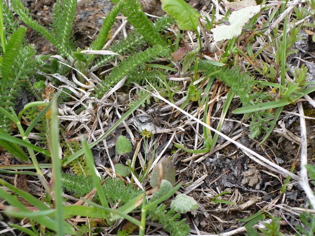 Pardosa  sp. - Pinerolese (TO)